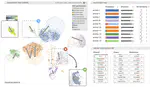 Polyphony: incorporate experts' knowledge into ML models